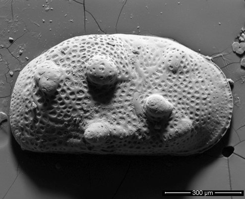 Fotografia al microscopio elettronico di una valva fossile di Cyprideis torosa