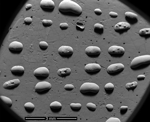 Ostracodi fossili pronti per essere osservati e fotografati al microscopio elettronico